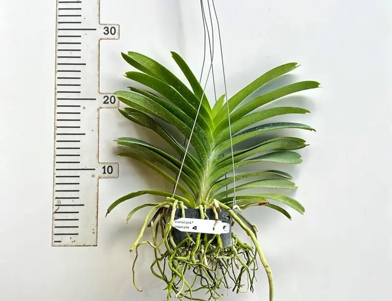 Vanda Somsri Pink x Siriporn Pink Blooming Size - Image 2
