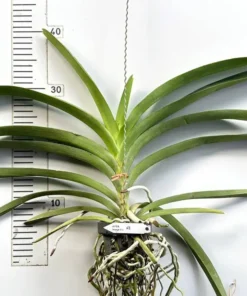 Alternative view of Vanda Orange 10 Blooming Size