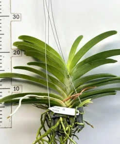 Alternative view of Vanda Bangsai Star Blue Blooming Size