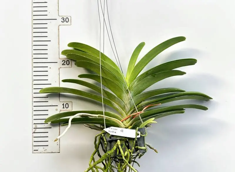 Vanda Bangsai Star Blue Blooming Size - Image 2