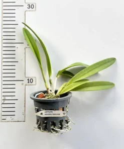 Cattleya Golden Tang HIR Blooming Size - Image 2