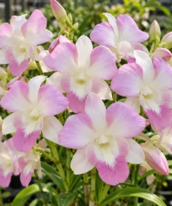 Ready to Flower Size Dendrobium King Pink