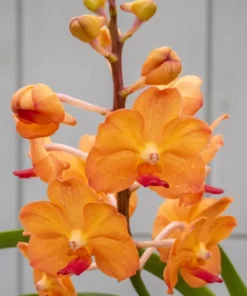 Vanda Fuchs Sunset x Pine River Blooming Size
