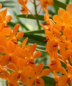 Mokara Aomyai Blooming size