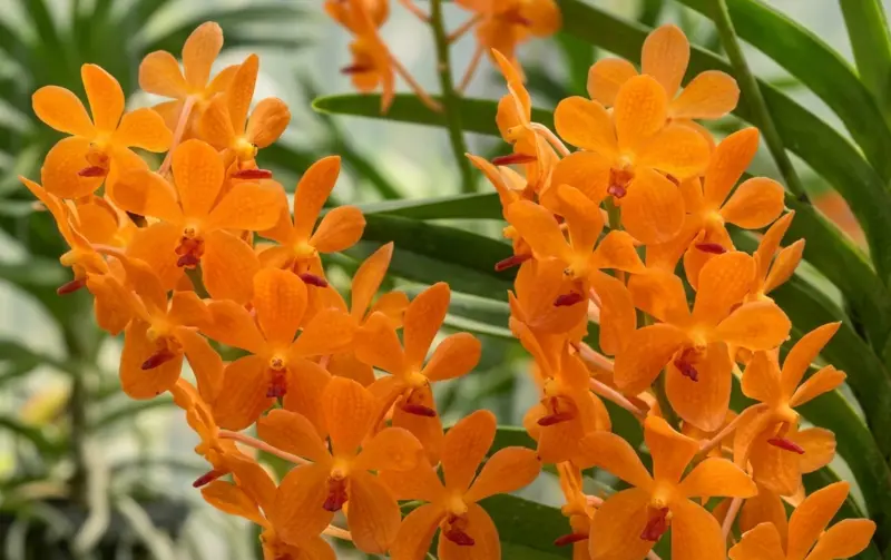 Mokara Aomyai Blooming size