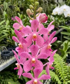 Mokara Christine Pink Blooming size