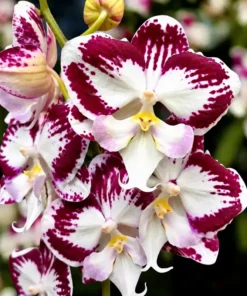 Phalaenopsis Tinkerbell Blooming Size