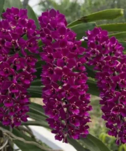 Alternative view of Rhynchostylis Foxtail Medium Size Combo Pack of 4 Plants