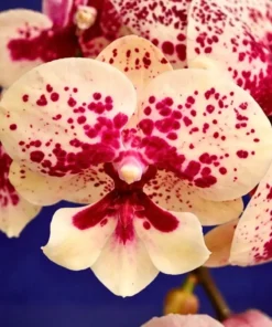 Phalaenopsis Freckle Girl Blooming Size
