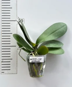 Alternative view of Phalaenopsis King Car Dalmatian Blooming Size