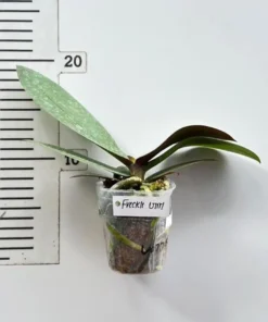 Alternative view of Phalaenopsis Freckle Girl Blooming Size