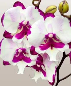 Phalaenopsis King Car Dalmatian Blooming Size