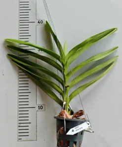 Alternative view of Mokara Anne Kool Blooming size