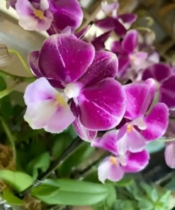 Phalaenopsis Johana Blooming Size