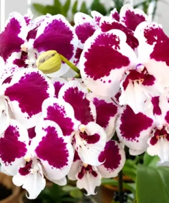 Phalaenopsis Black King Kong Blooming Size