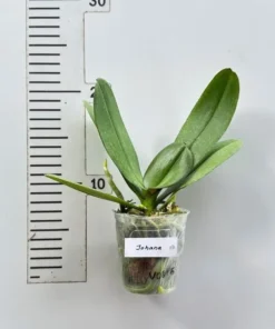 Alternative view of Phalaenopsis Johana Blooming Size