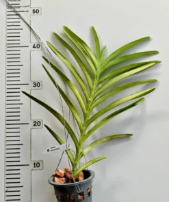 Alternative view of Mokara Calypso Blooming size