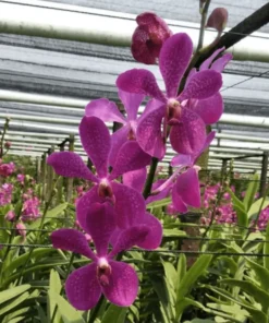 Mokara Anne Kool Blooming size