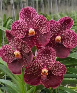 Vanda Kulwadee Fragrance x Thongchai Blooming Size