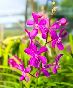 Mokara Calypso Blooming size