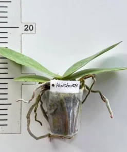 Alternative view of Phalaenopsis Keroberos Blooming Size