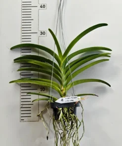 Alternative view of Vanda Thonglor x Khunying Blooming Size