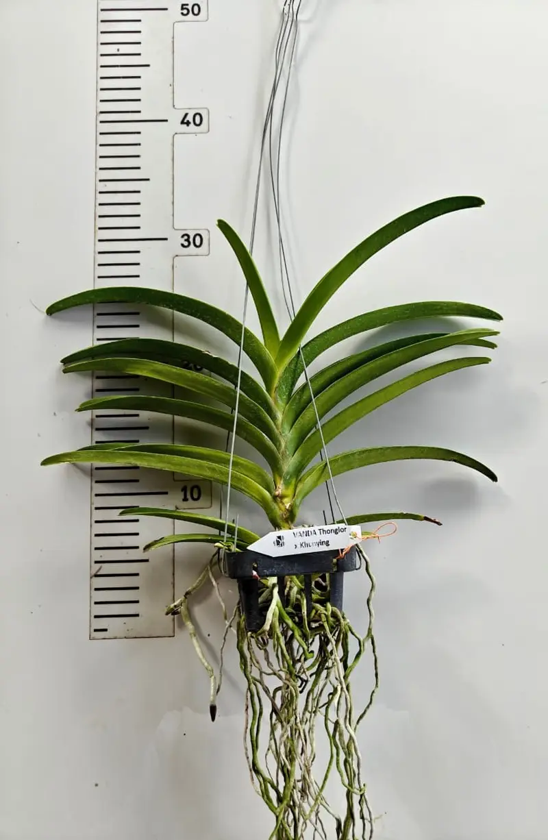 Vanda Thonglor x Khunying Blooming Size - Image 2