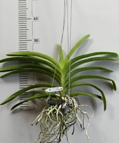 Alternative view of Vanda Kulwadee Fragrance x Thongchai Blooming Size