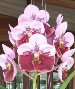 Vanda Thonglor x Khunying Blooming Size