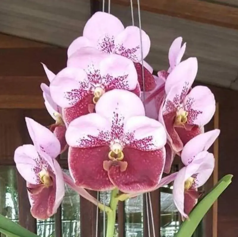 Vanda Thonglor x Khunying Blooming Size