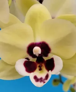 Phalaenopsis Keroberos Blooming Size