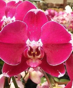 Phalaenopsis Black Lulu Blooming Size