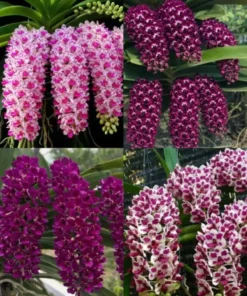 Rhynchostylis Foxtail Medium Size Combo Pack of 4 Plants