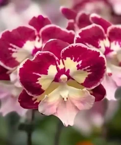 Phalaenopsis Tinkerbell Blooming Size