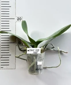 Alternative view of Phalaenopsis Black King Kong Blooming Size