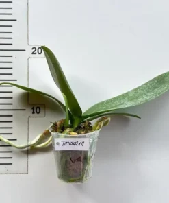 Alternative view of Phalaenopsis Tinkerbell Blooming Size