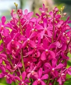 Mokara Calypso Blooming size