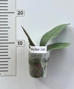 Alternative view of Phalaenopsis Black Lulu Blooming Size