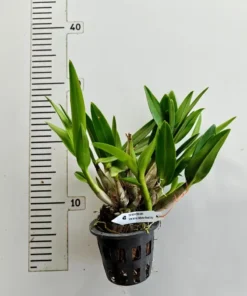 Alternative view of Ready to Flower Size Dendrobium Mini White Red Lip