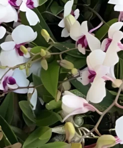 Ready to Flower Size Dendrobium Mini White Red Lip