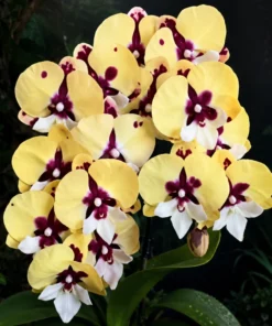 Phalaenopsis Keroberos Blooming Size