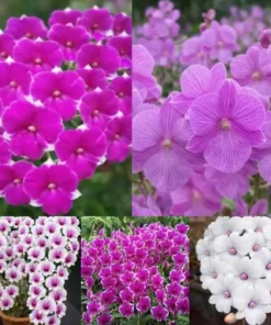 Dendrobium Compactum Seedlings Combo Pack of 5 Plants