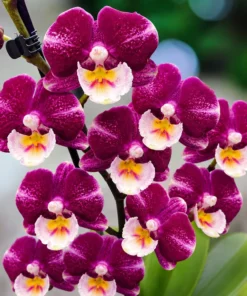 Phalaenopsis Johana Blooming Size