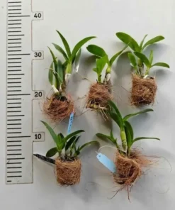 Alternative view of Dendrobium Compactum Seedlings Combo Pack of 5 Plants