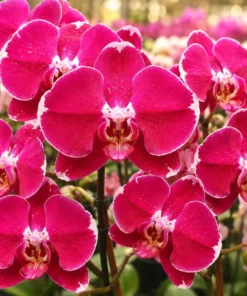 Phalaenopsis Black Lulu Blooming Size