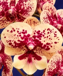 Phalaenopsis Freckle Girl Blooming Size
