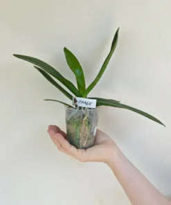 Alternative view of Phalaenopsis PP465 Blooming Size