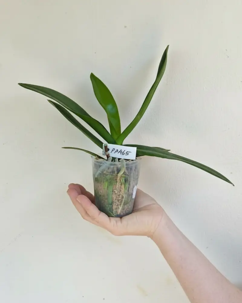 Phalaenopsis PP465 Blooming Size - Image 2