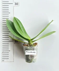 Alternative view of Phalaenopsis Keroberos Blooming Size