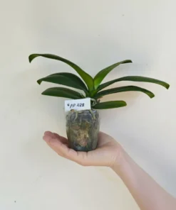 Alternative view of Phalaenopsis PP428 Blooming Size